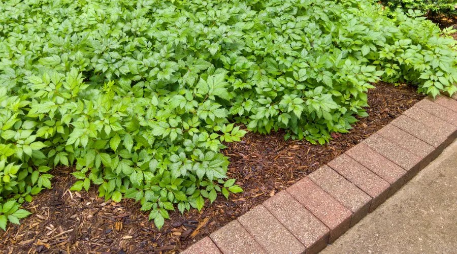 Green leafy garden plants with brick border