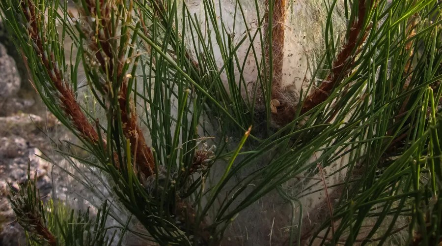 Pine branches with long needles