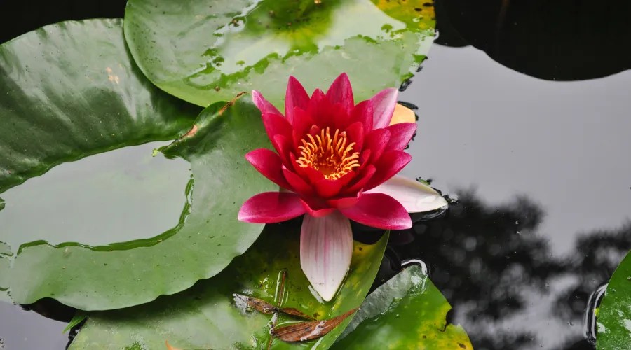 Waterlily Flower