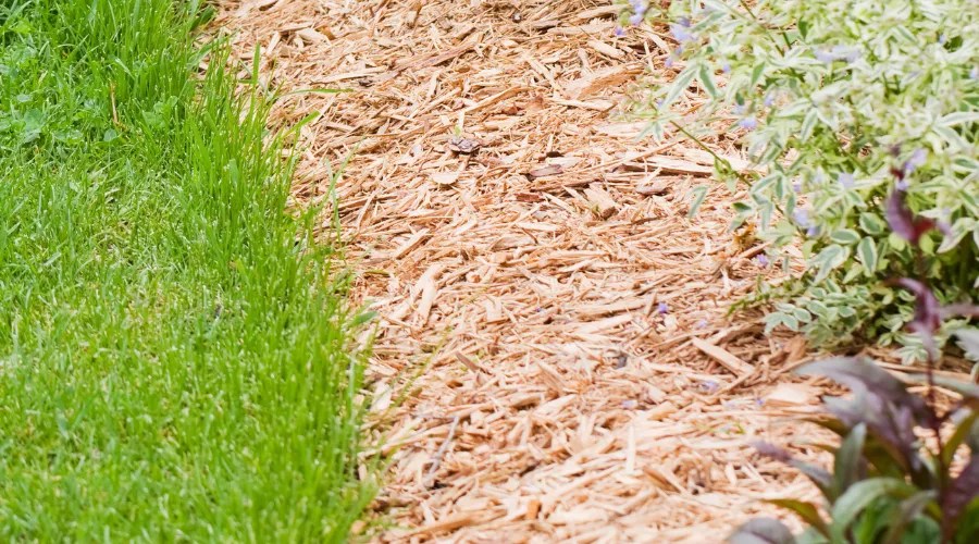Edge of Perennial Flower Garden with Wood Chip Mulch