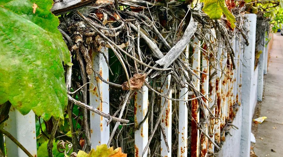 grapevines and a fence row - diminishing perspective