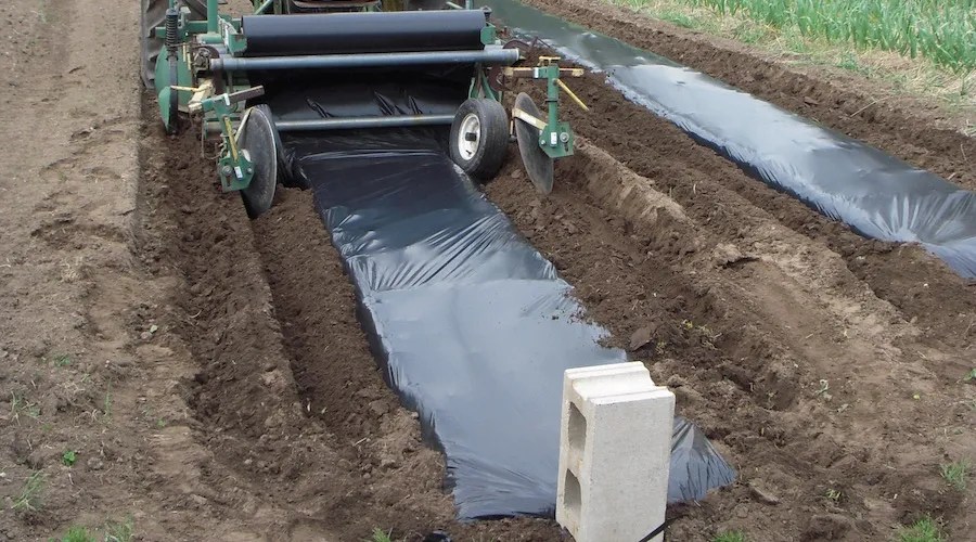 gardening ground covers