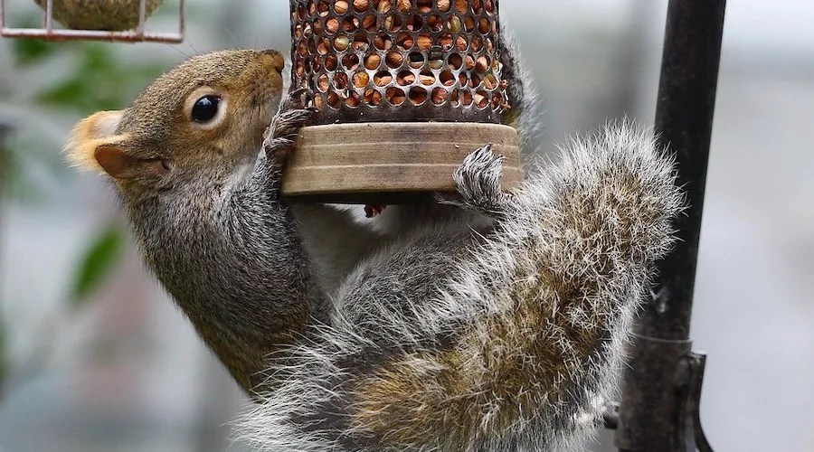 squirrel feeder