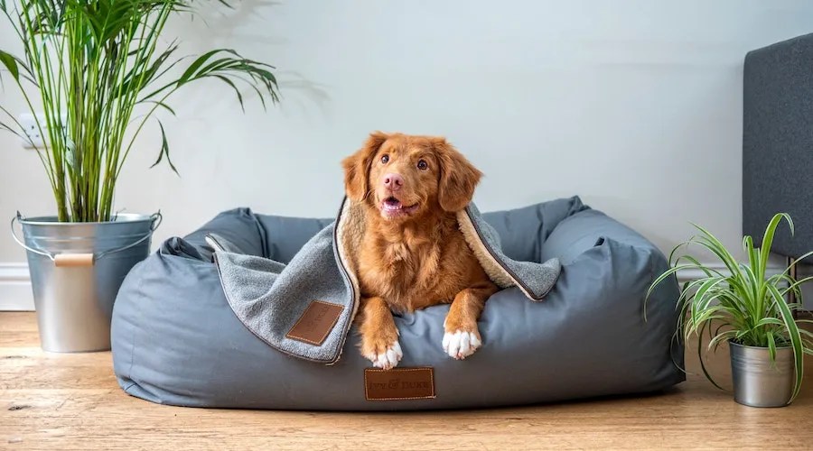 dog in bed