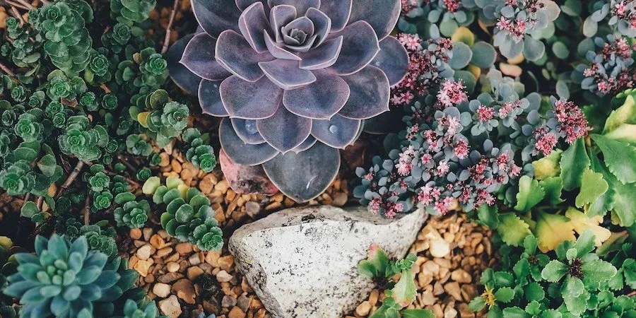 Succulent garden