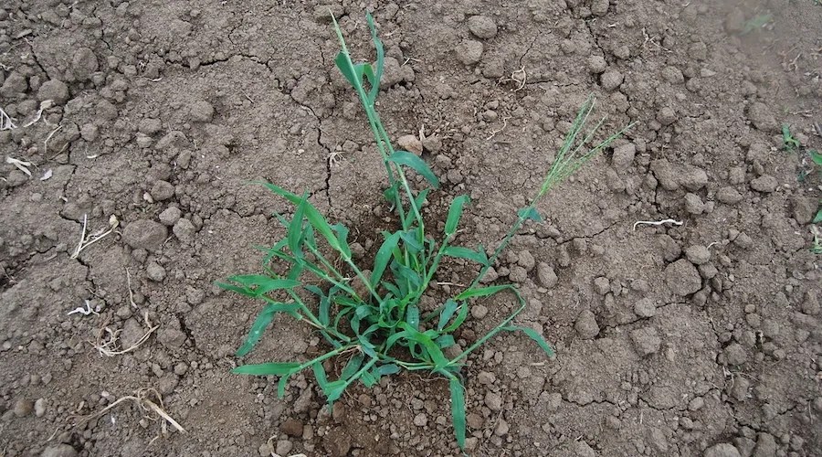 crabgrass weed