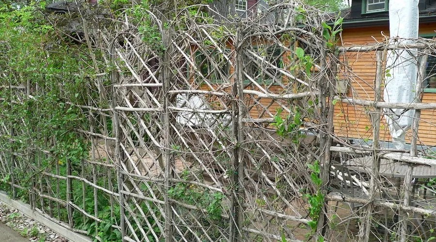 replacing trellis and stakes