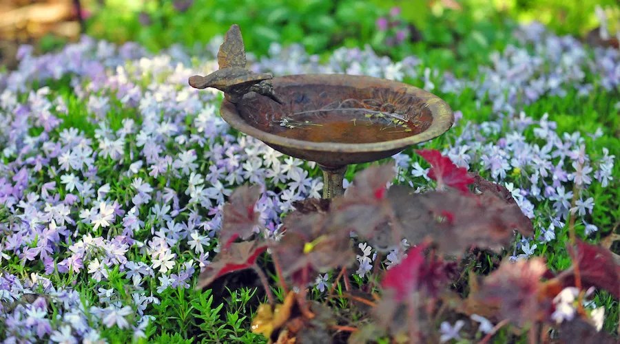 replenish bird feeder and birdbaths