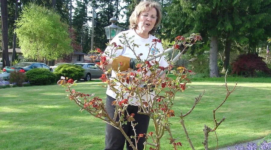 pruning roses