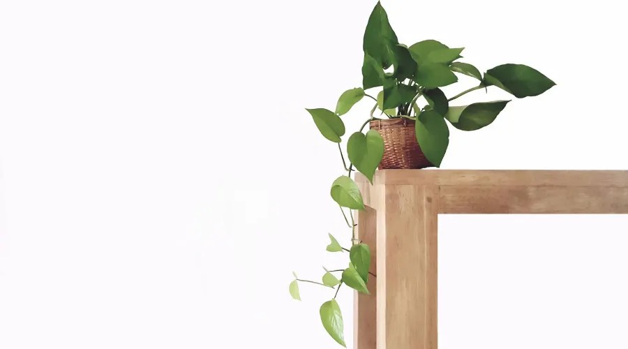 Golden pothos in the basket on wood