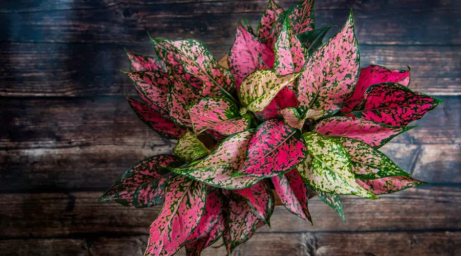 Aglaonema plant Chinese evergreen