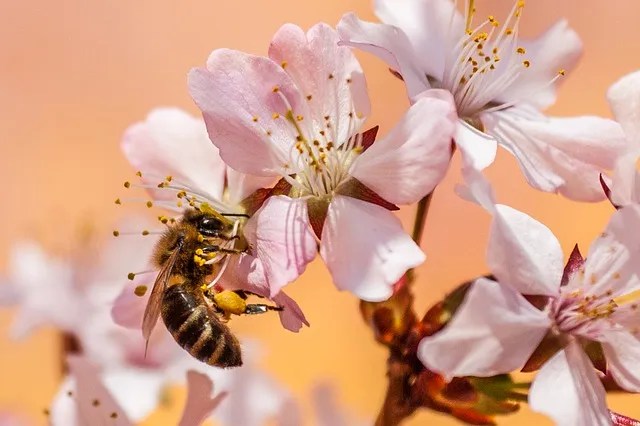 Bee Pollinating Pink Flower