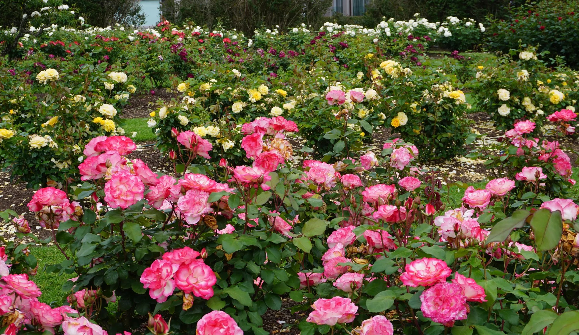 Rose Garden