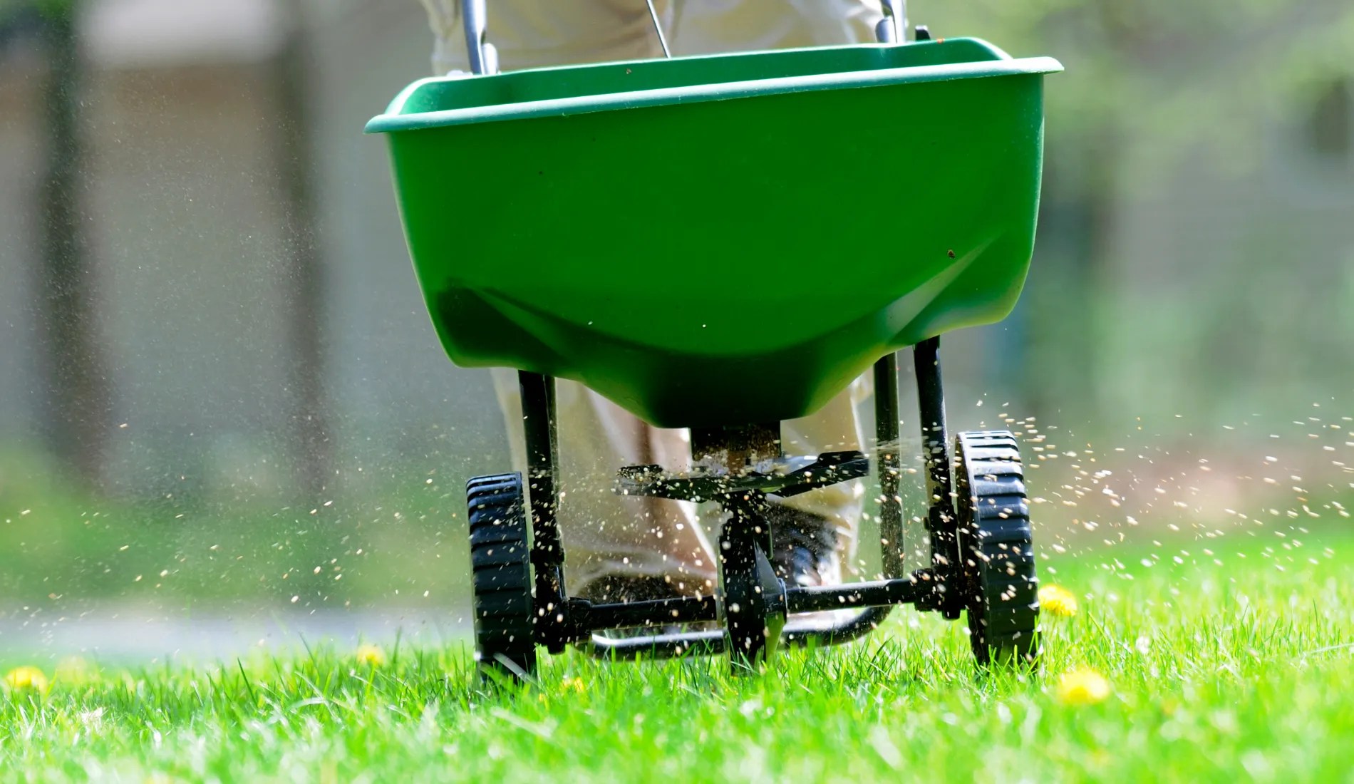 Man Fertilizing Lawn