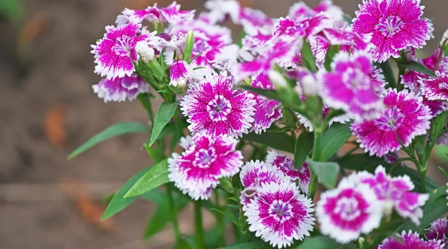 12 Fragrant Outdoor Plants That’ll Make Your Garden Smell Amazing
