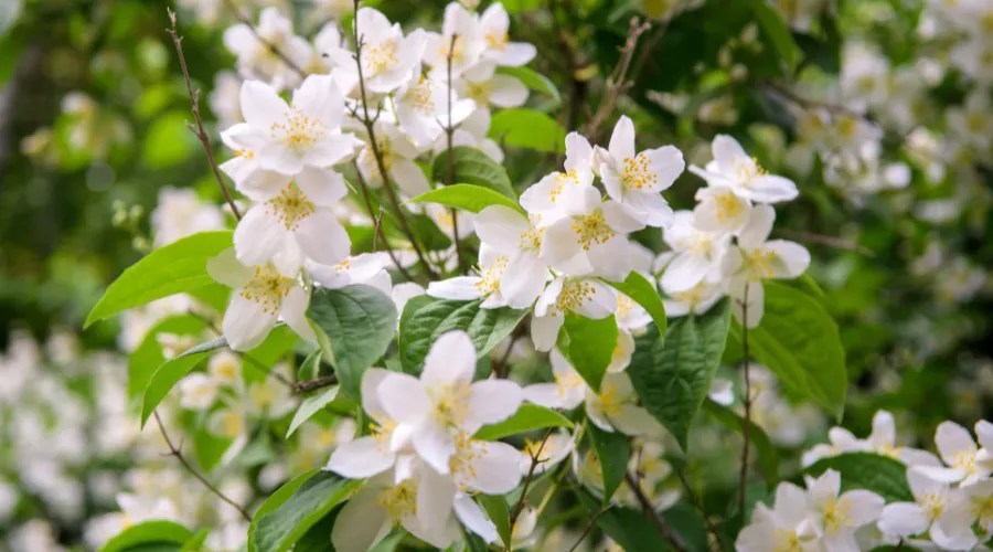 12 Fragrant Outdoor Plants That’ll Make Your Garden Smell Amazing