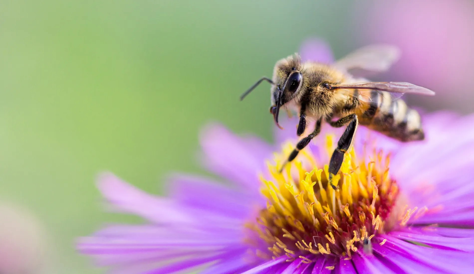Bee on a Flower