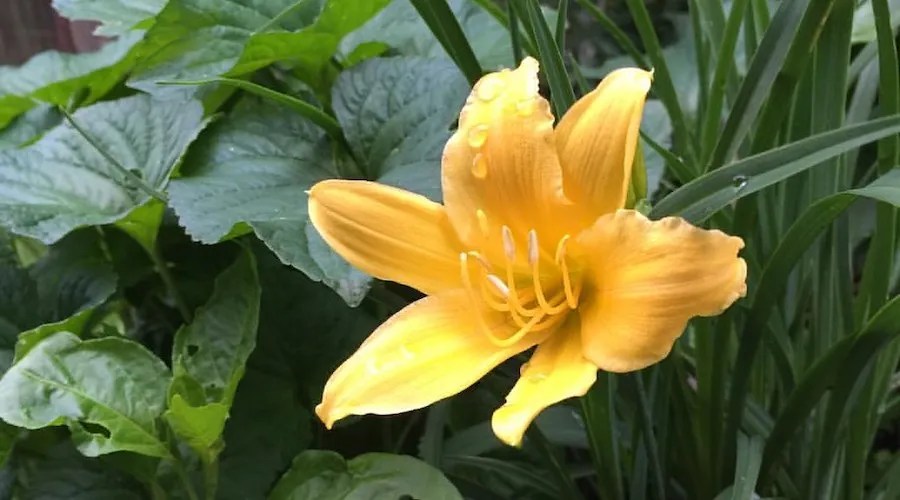 daylily