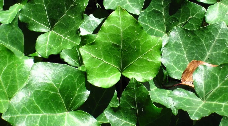 English Ivy