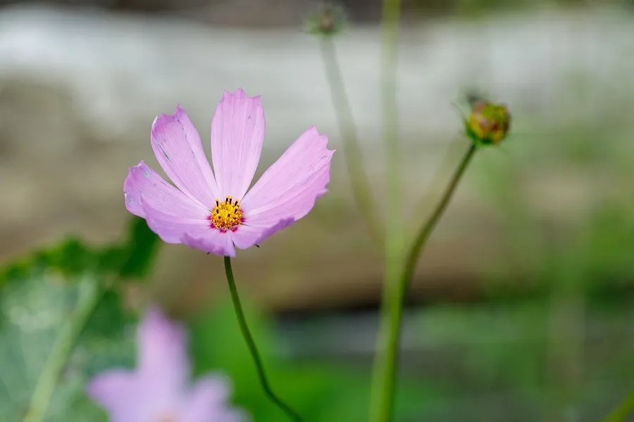 Cosmos Plant