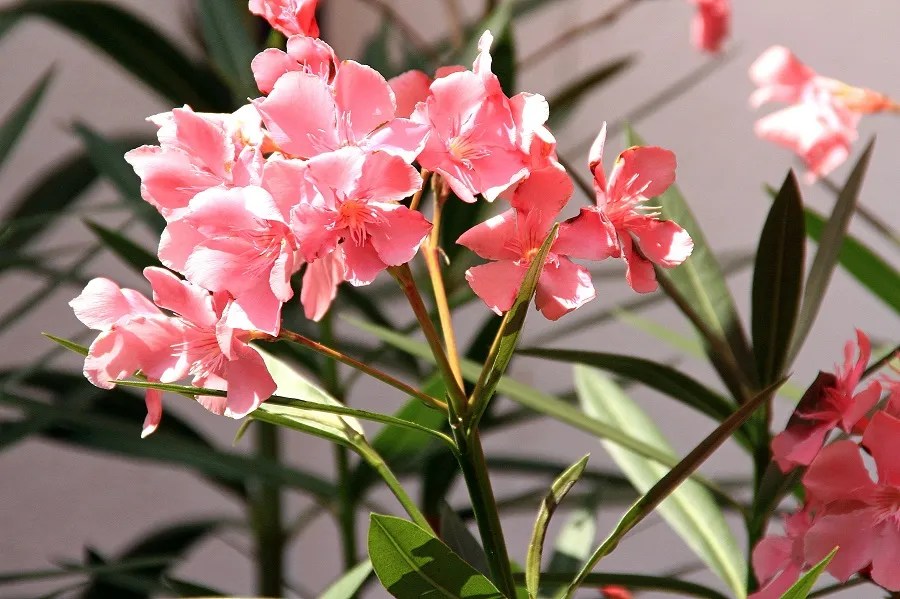 Oleander