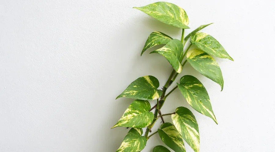 Pothos on white background