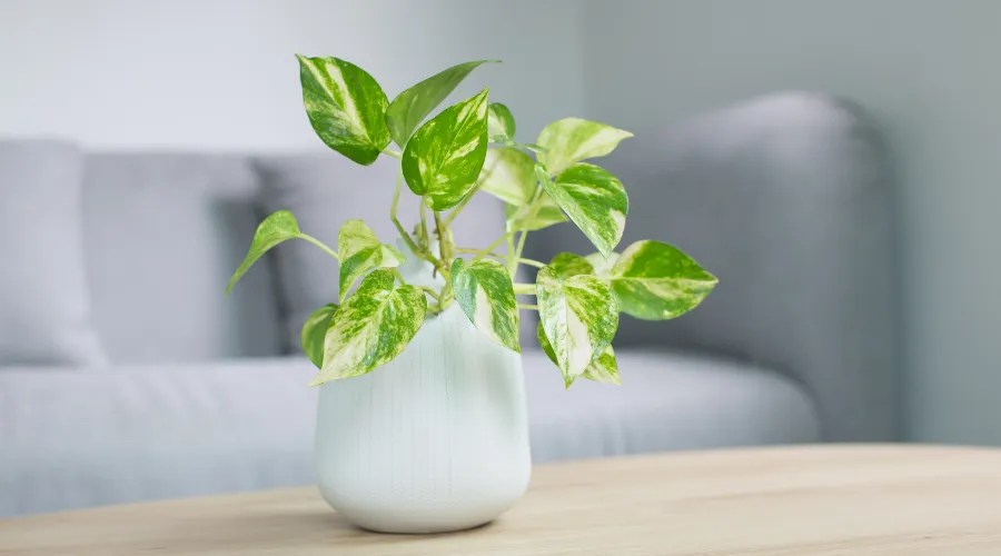 Golden pothos