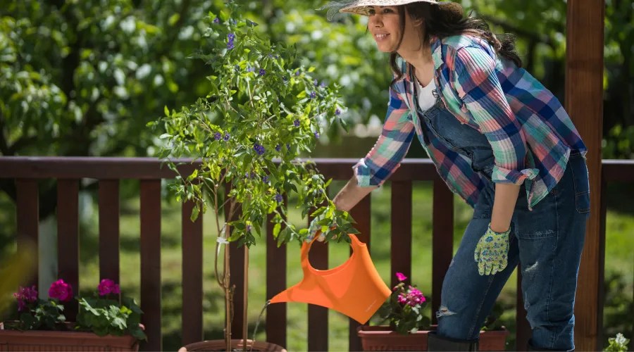 gardener watering plant