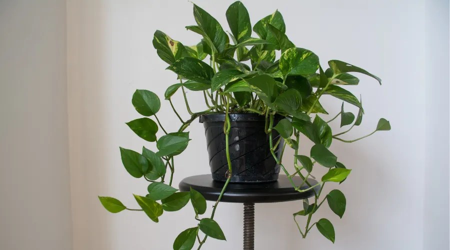 Golden Pothos Closeup Indoor Home Plant Decor