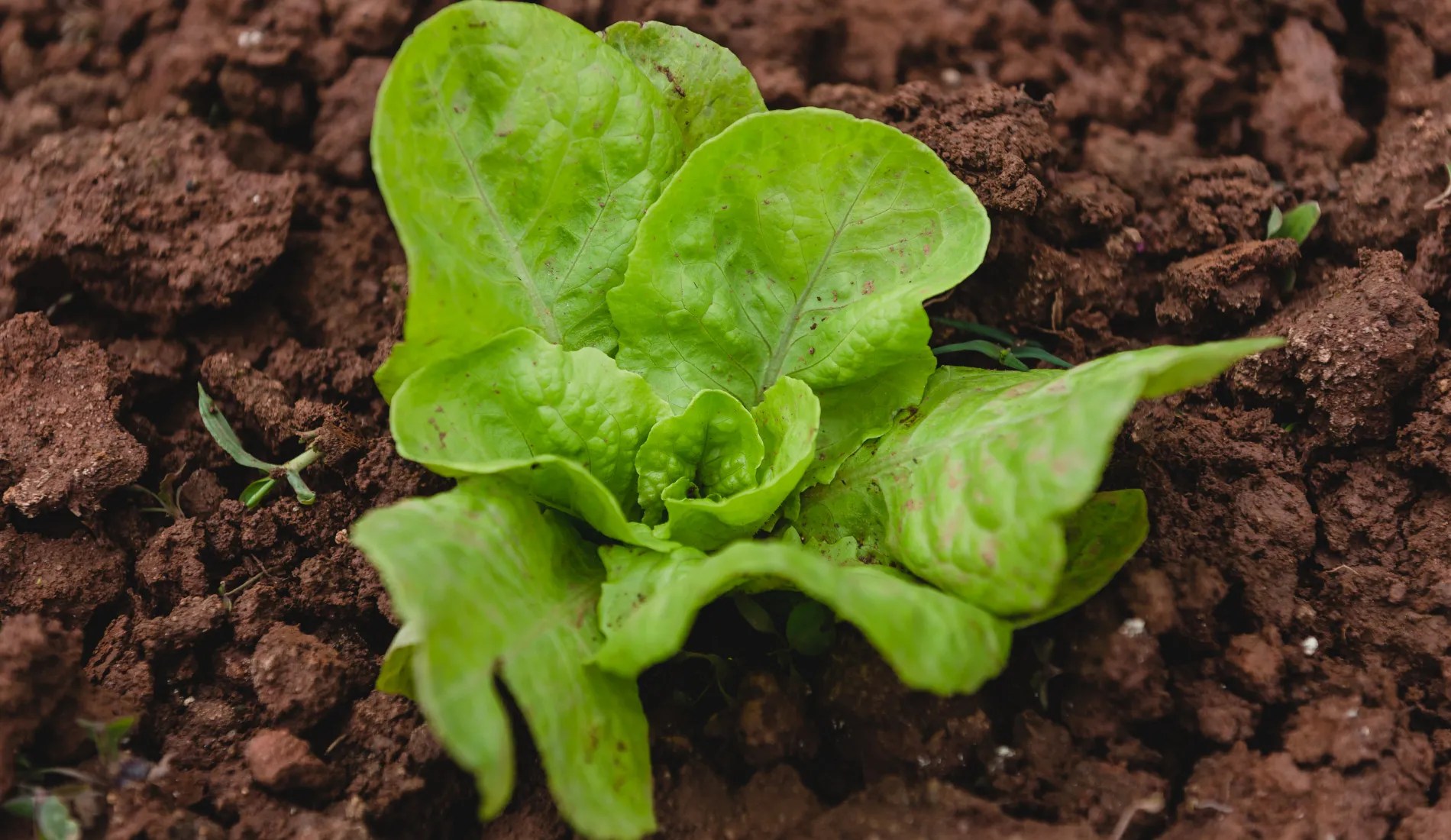 Growing lettuce