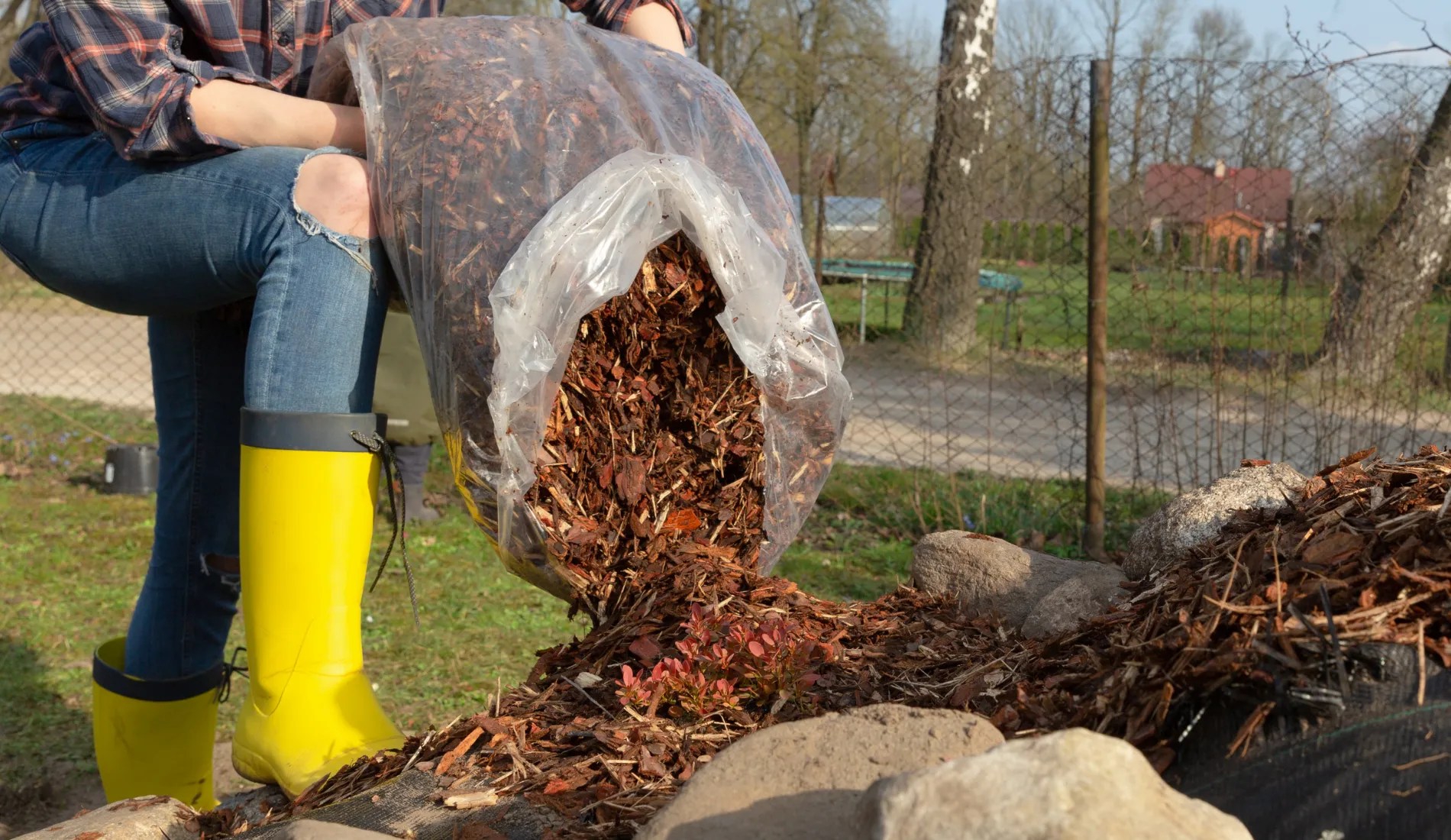 Woman gardener mulching