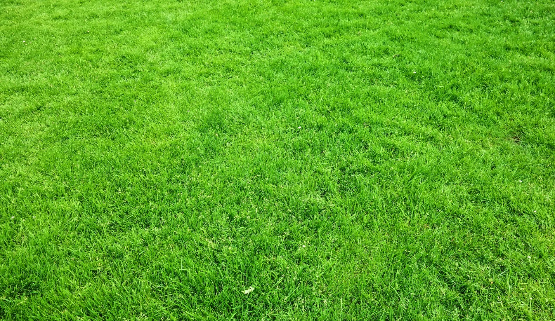 Green Grass Lawn