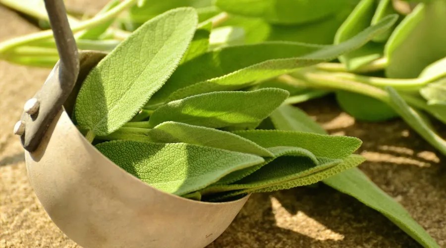 A bundle of sage in a ladle