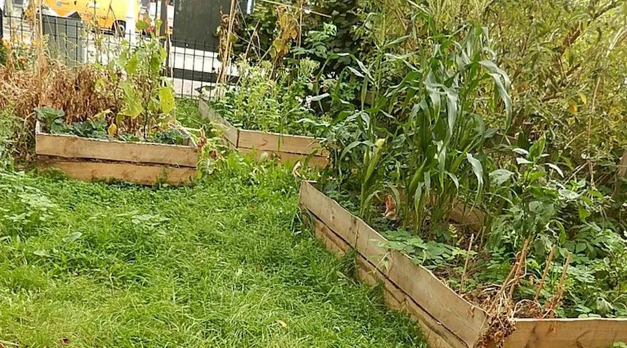 single variety of vegetable