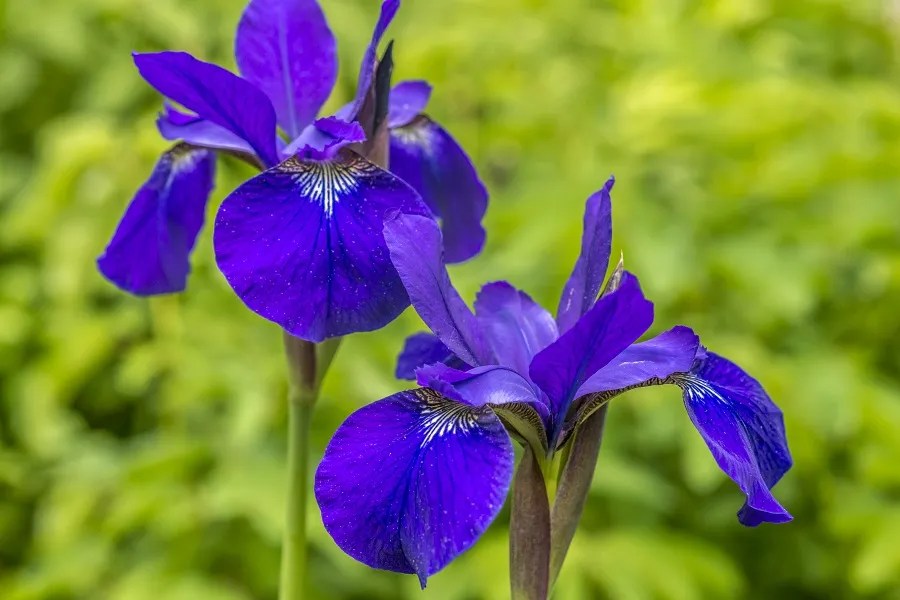 Blue Flag Iris