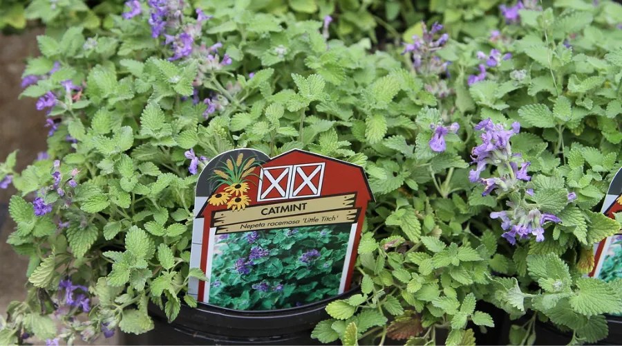 Catmint Seeds and plant