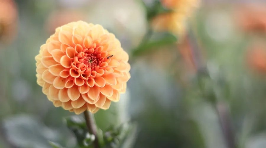 orange dahlia