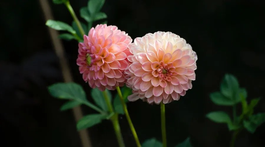 pink dahlias