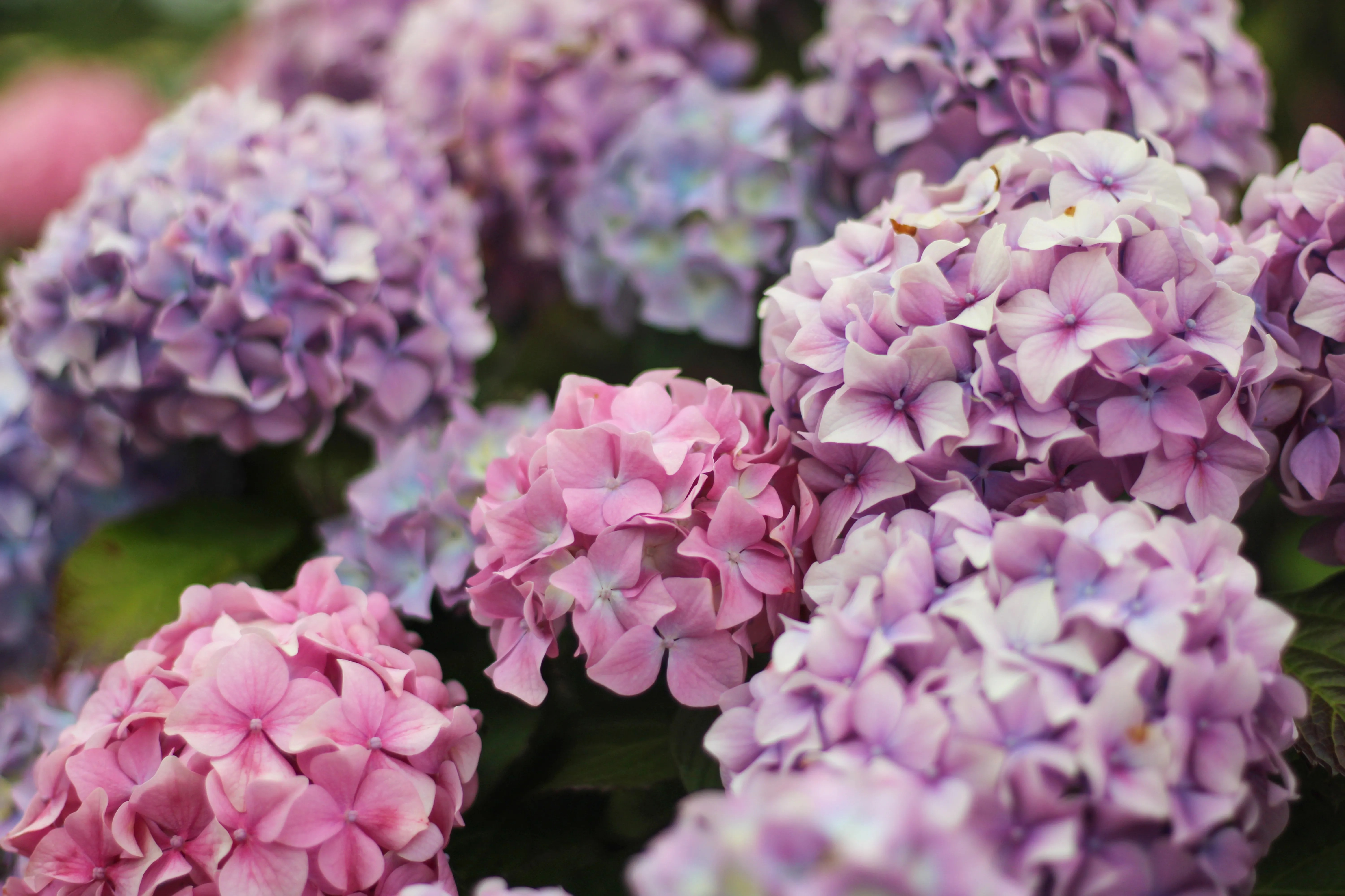 pink and purple hydrangeas
