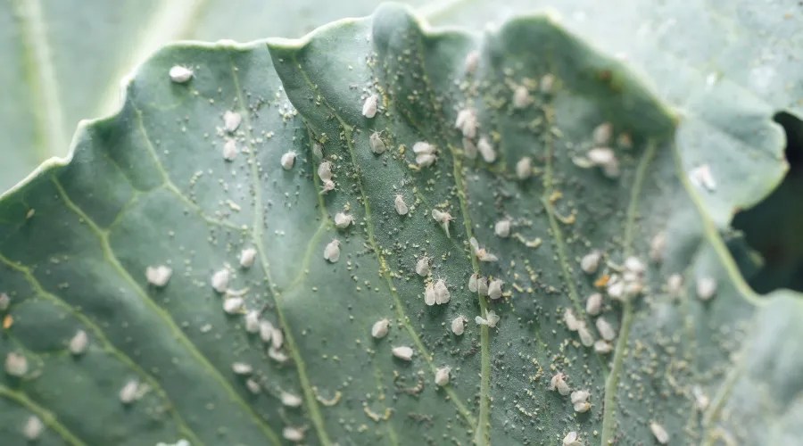 Whitefly Aleyrodes proletella agricultural pest on cabbage leaf