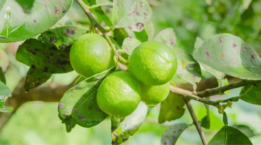 sooty mold disease on lemon leaves