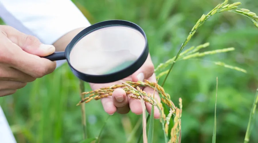 Checking plant disease