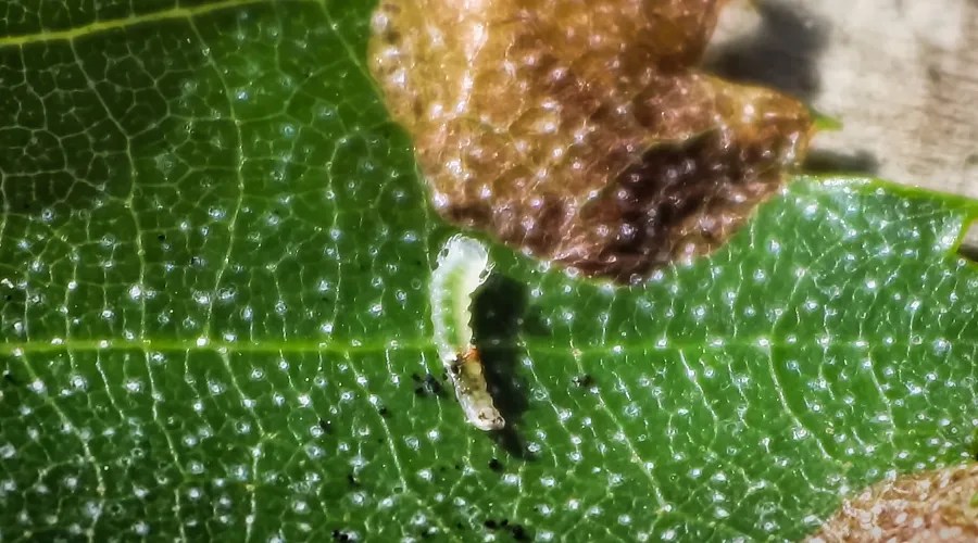 Macro view of a leafminer insect on a leaf