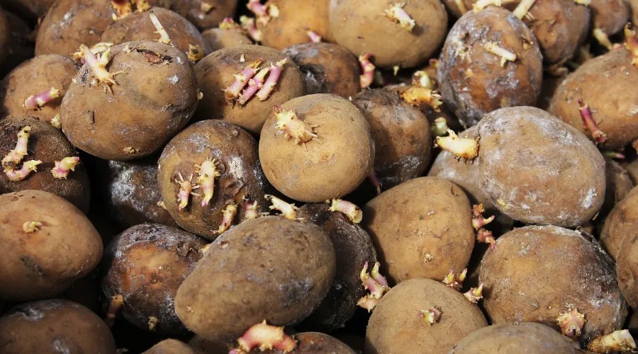 Seed potatoes