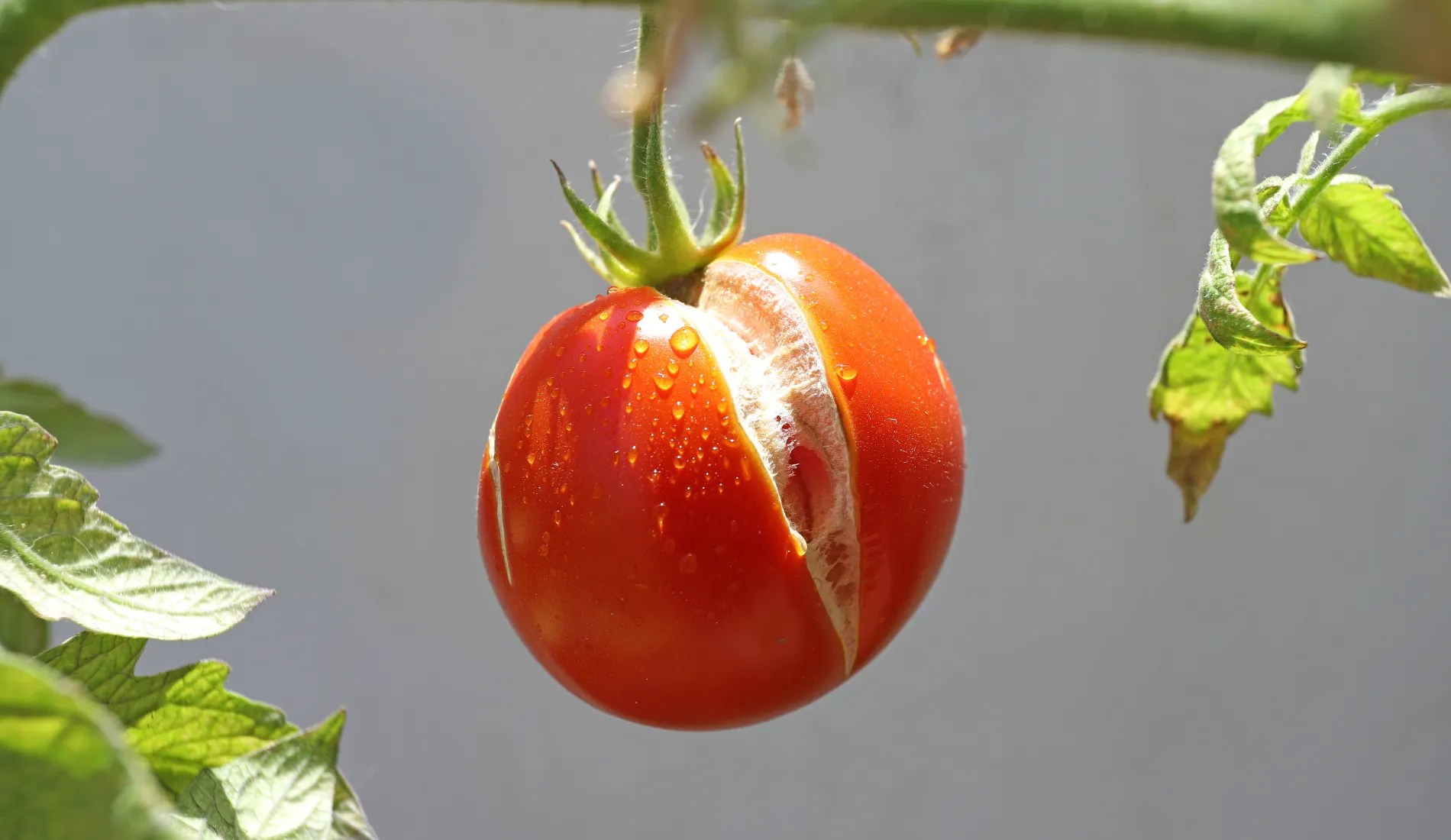 Ripe tomato with a split.