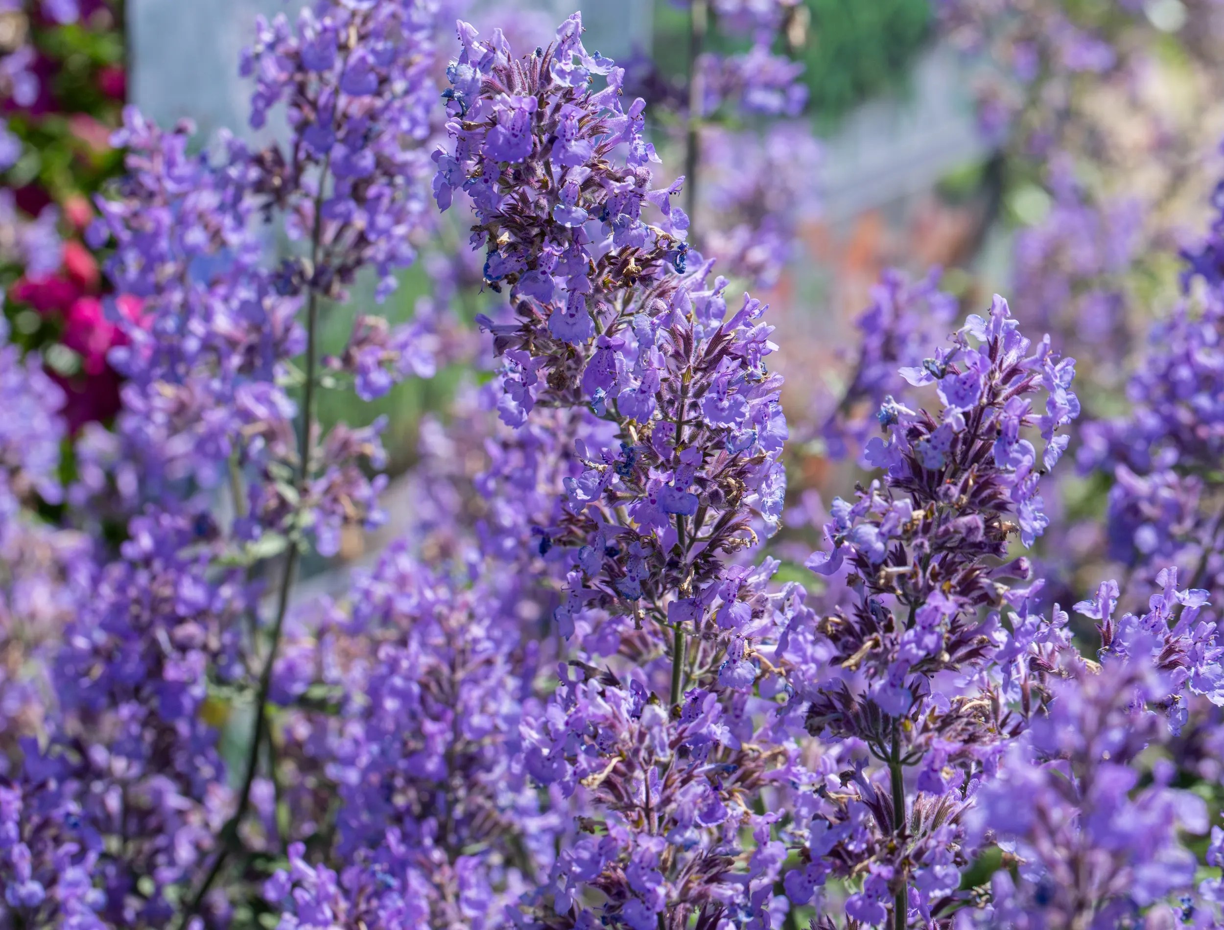 Beautiful blooming catmint in June