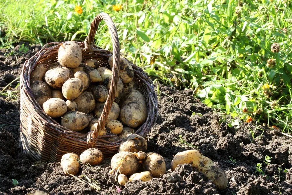 potato harvest