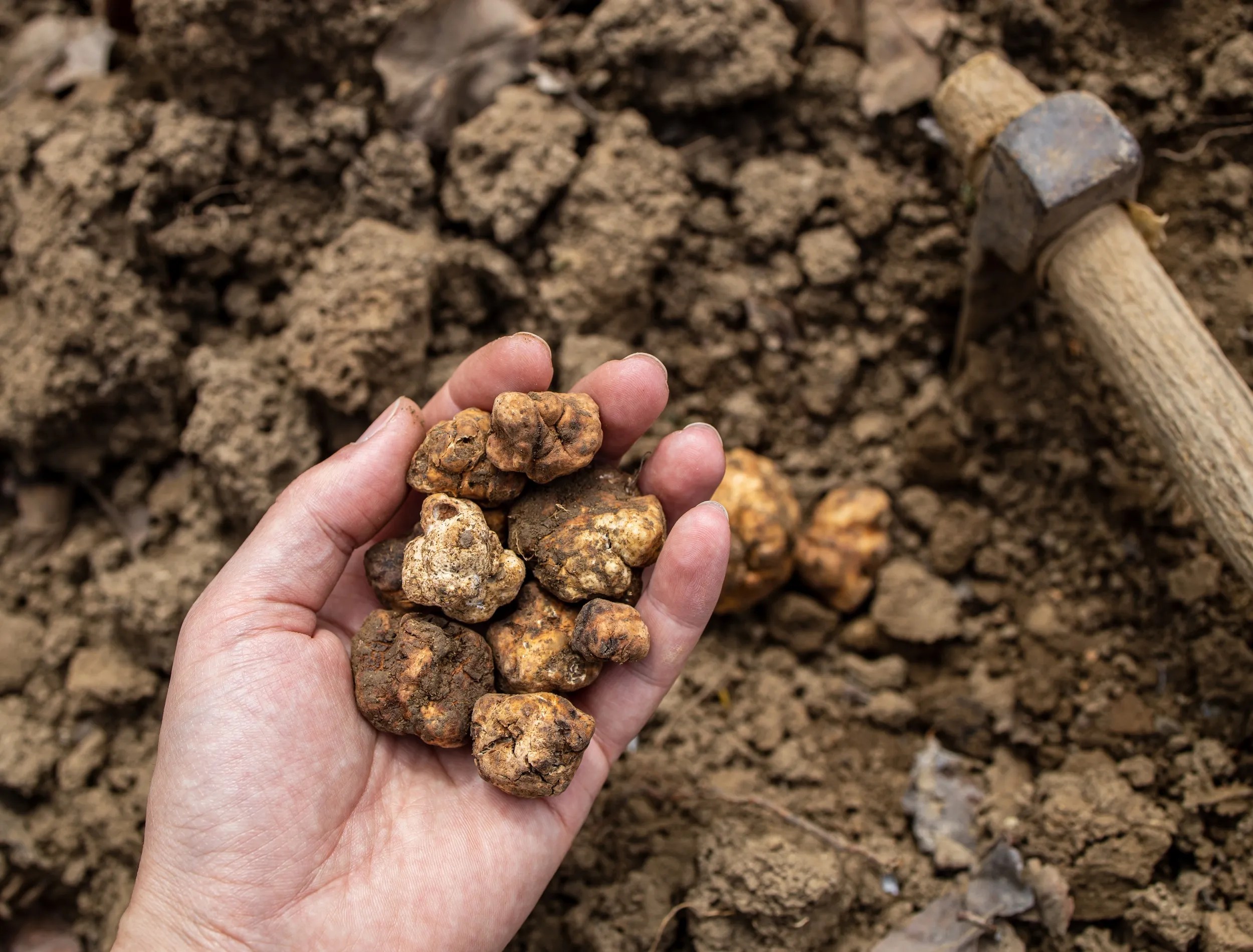 Pick and found mushrooms black truffles in the forest. Man showing a black truffle