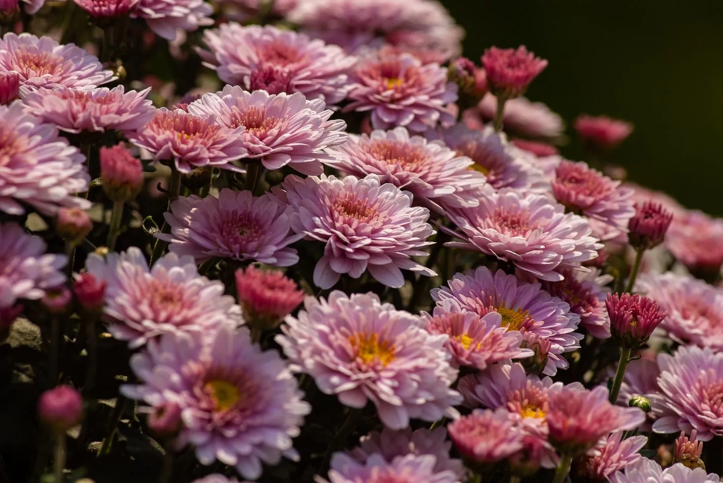 Close up image of pink mums