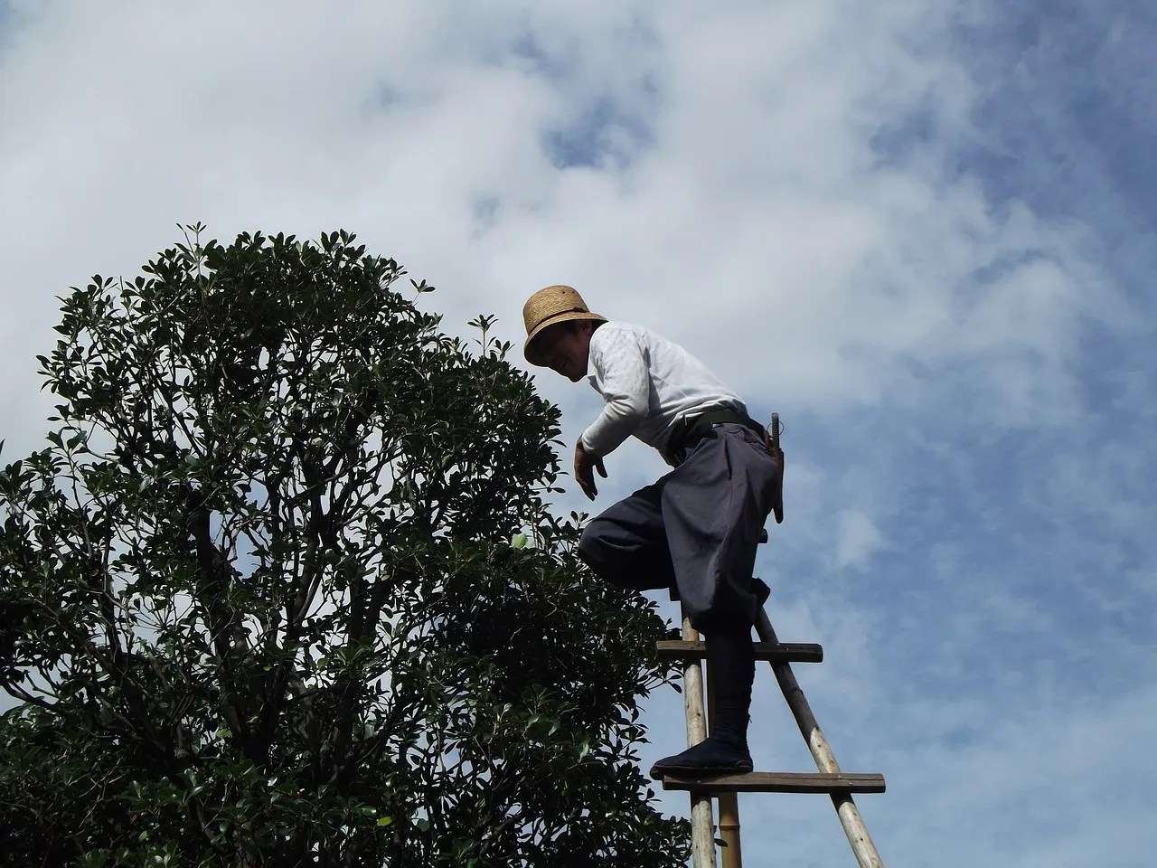 Gardener pruning a tree